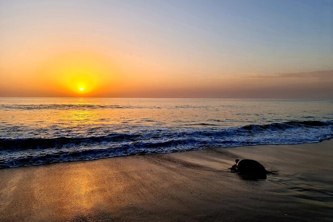 2-day Private Tour to Ras Al Hadd - Overnight stay in Ras al Hadd, and why it helps your whole Day 2