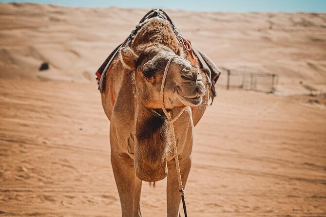 2-Day Private Wahiba Sands Desert Camping Tour from Muscat - The Wahiba Sands Night at Arabian Oryx Camp, and What It Feels Like