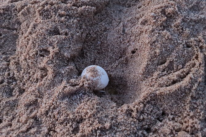 2-Days 1 Night Private Ras Al Hadd Tour - Day 1 Coastal hits: Bimmah Sinkhole and Fins white sands