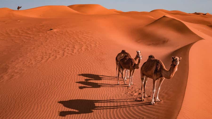 2 Days and 1 Night Private Wahiba Sands Desert with Wadi - Bedouin family visit: how hospitality feels when it is personal
