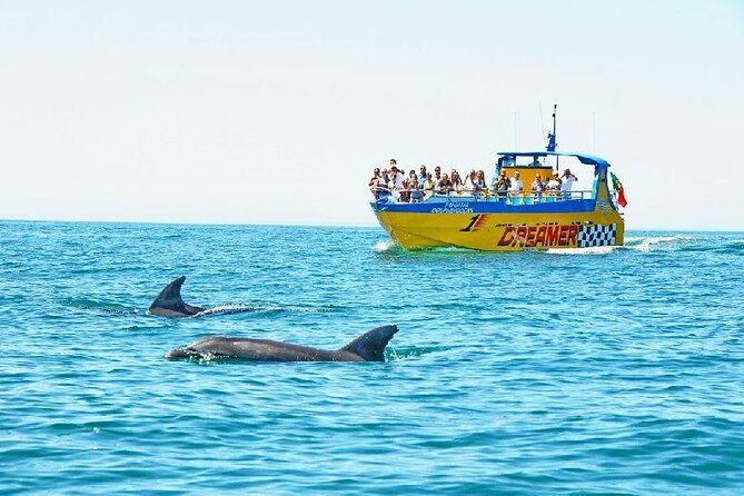 2 Hour Dolphin Watching Experience in Muscat - Dolphin Watching in Muscat, in a Simple 2 Hours