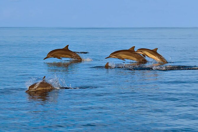 2 Hour Dolphin Watching Experience in Muscat - Dolphin Spotting: Species You Can Actually Expect