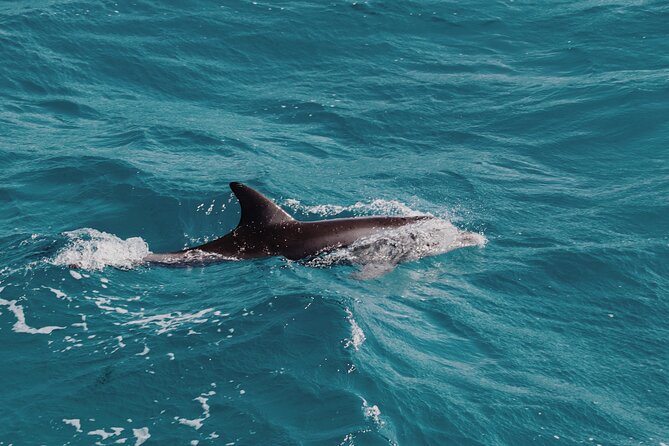 2 Hour Dolphin Watching Experience in Muscat - What Guides Add: More Than Just a Scan-and-Go Trip