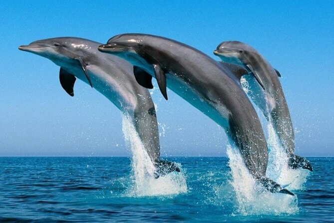 2 Hour Dolphin Watching Experience in Muscat - Photo Tips That Come With the Dolphin-Watching Reality