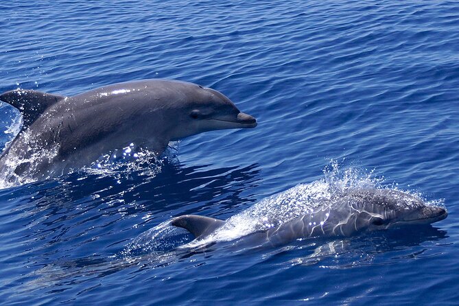 2 Hours Dolphin Watching Cruise in Muscat - Key highlights to know before you go