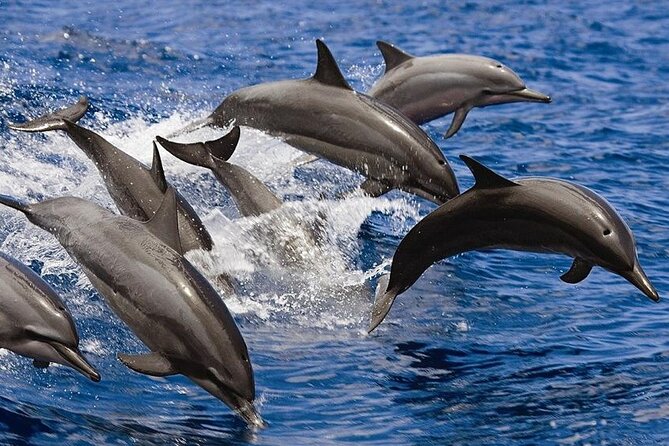 2 Hours Dolphin Watching Cruise in Muscat - Meeting the crew 15 minutes early (and why it’s worth it)