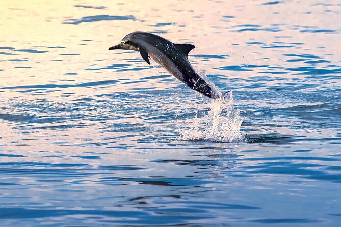 3-Hr Private Snorkeling and Dolphin Watching Tour at Muscat - Snorkeling the coral reefs: what you are there to see