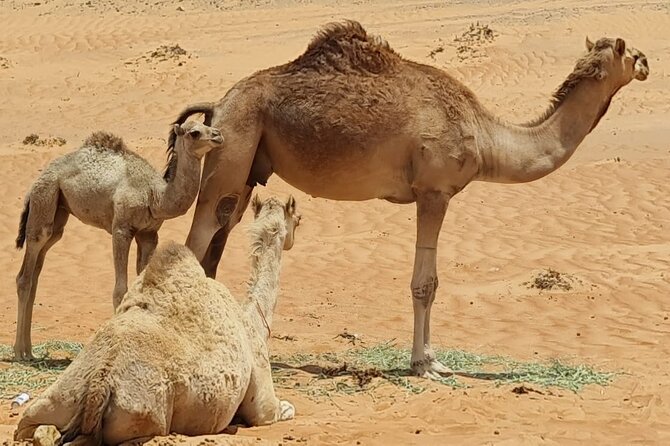 5-Days Private Oman Tour – Mountains, Deserts & Coastline - Sur stopovers, dhow building, and the road toward Wahiba Sands