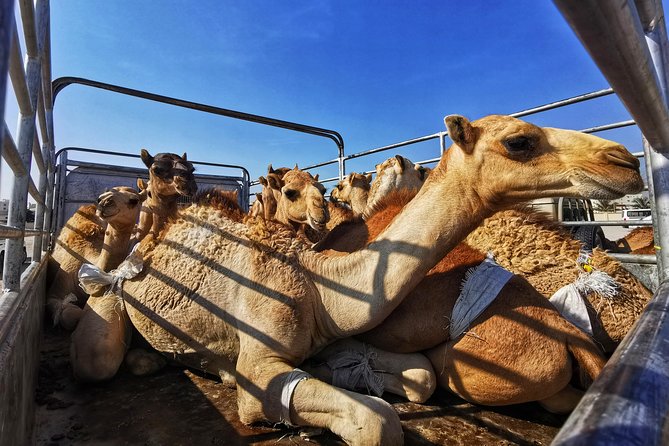 5 Hours of Salalah City Best | Private Tour - A Quick Sight of Al Hosn Palace Exterior