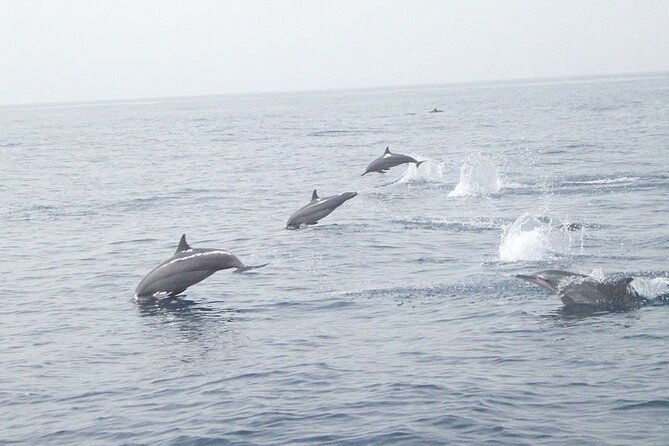 Amazing Dolphin Watching Tour In Muscat - Key Highlights You’ll Actually Care About