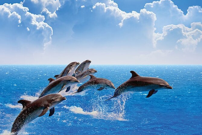 Amazing Dolphin Watching Tour In Muscat - Marina Bandar Al Rowdha: Your Starting Line on the Water
