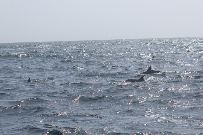 Amazing Dolphin Watching Tour In Muscat - The Whale Shark Possibility (How to Think About It)