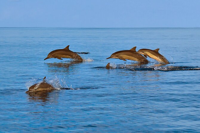 Amazing Dolphin Watching Tour In Muscat - Value for Money: Is $54 Worth It?
