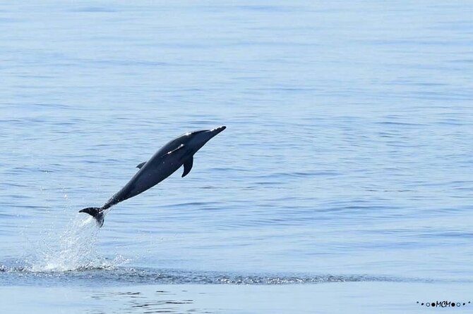 Amazing Dolphin Watching Tour In Muscat - What Happens During the Cruise (A Simple Flow)