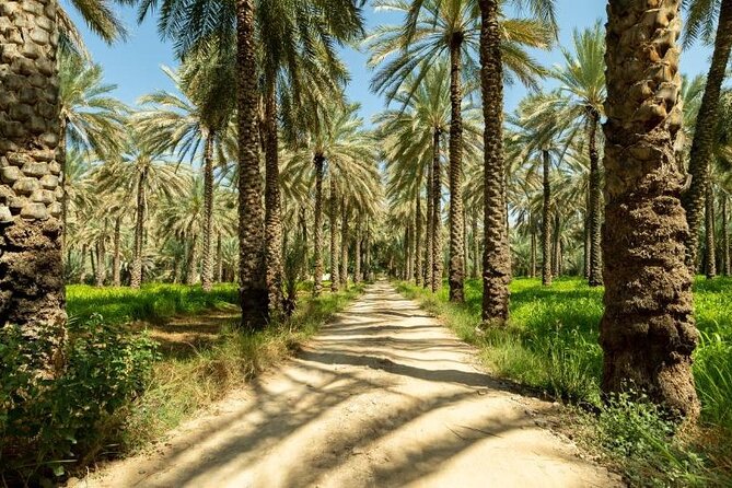 Amouage & Nizwa Full-Day Tour: Fort, Souq & Barakat Al Mouz - Birkat Al Mouz ruins and date palms: a calm countryside reset