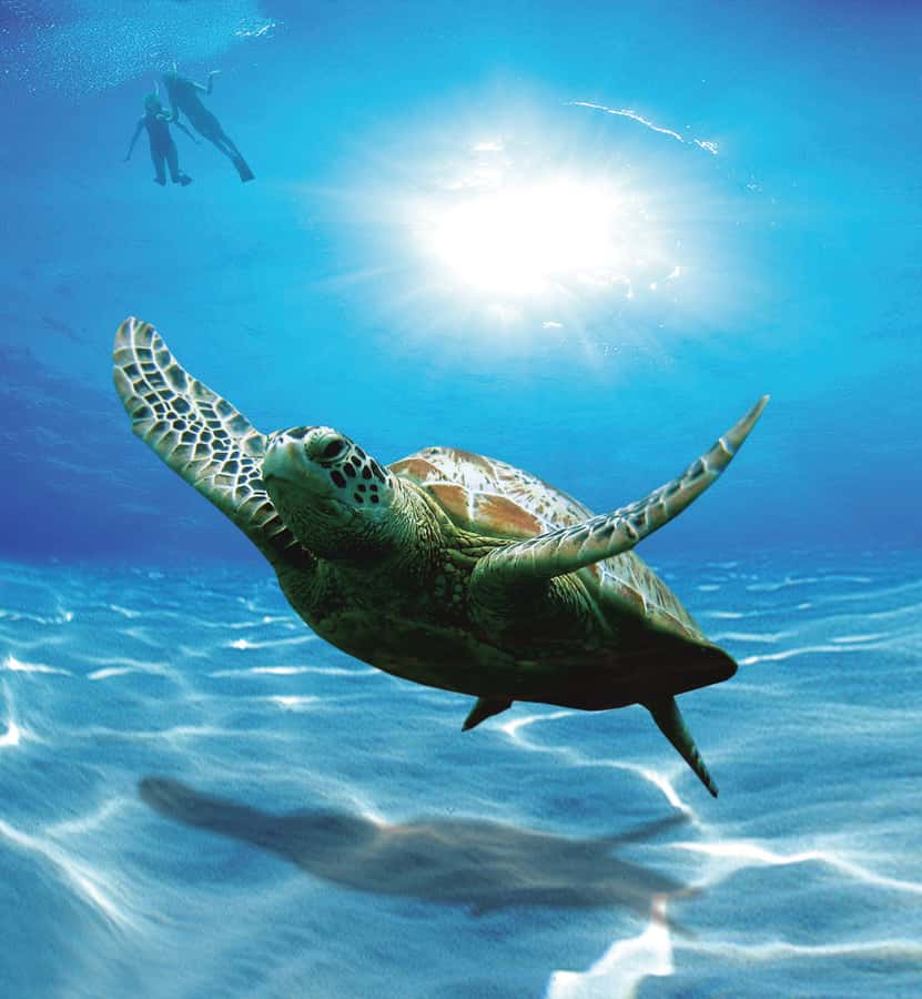 Bandar Al Khayran Jorney: Group Tour with Snorkeling - From Marina Bandar Al Rowdha to Bandar Al Khayran by Speedboat