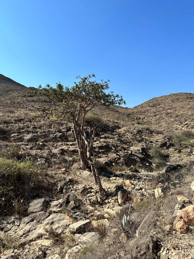 Caribian Orient (Swiming at Fazayeh Beach ) - The zig-zag road to the lookout, plus a frankincense trail feel