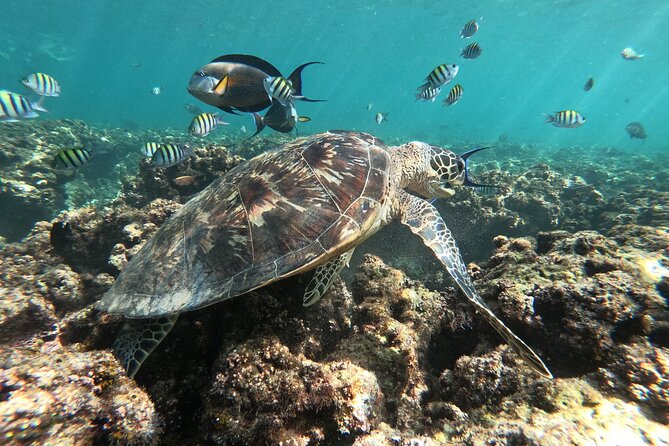 Cruises to Daymaniyat & Snorkeling - Captains and Crew: Safety and Spot-Calling