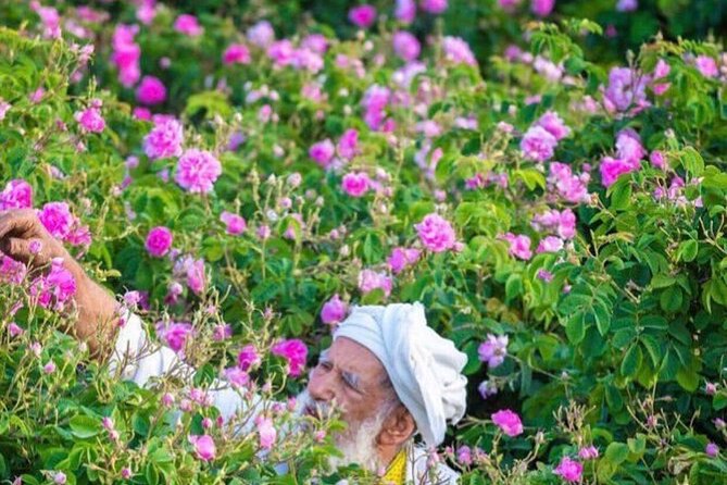 Damascus Roses - Discover the secrets of Al Jabal Al Akhdhar - Your guide makes or breaks it: English help and real explanations