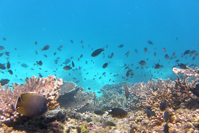 Daymaniyat island Natural Reserve and Dolphin Watching - Snorkeling Time at Daymaniyat: Clear Water, Turtles, and Real Reef Watching