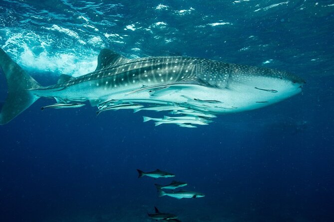 Daymaniyat island Natural Reserve and Dolphin Watching - Boat Comfort and Boarding Tips That Matter More Than You Think