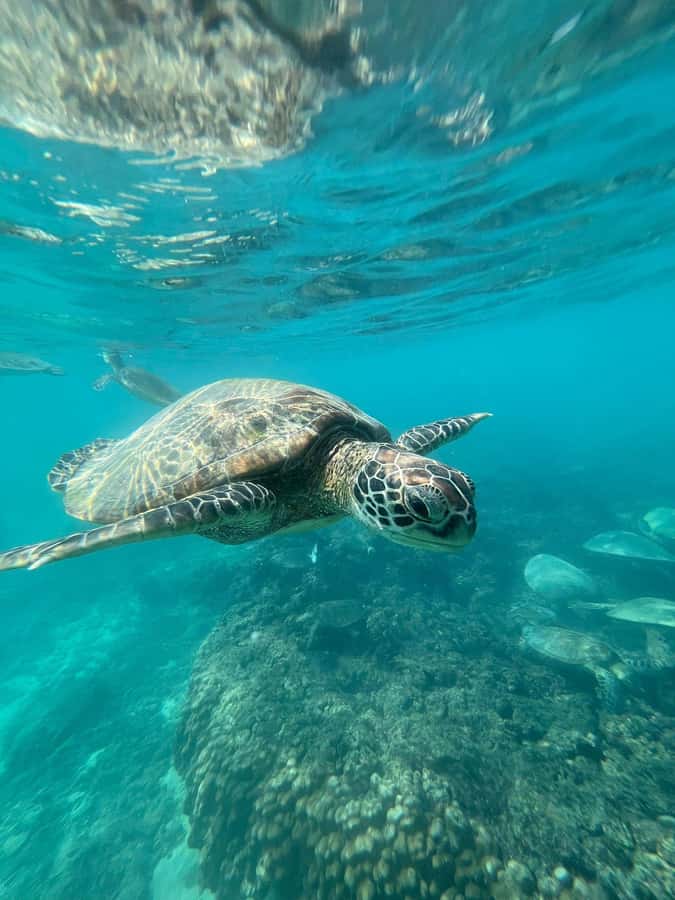 Daymaniyat Island: Snorkelling Tour with Tasty Lunch - Daymaniyat Islands, Where You Snorkel in Protected Turtle Territory
