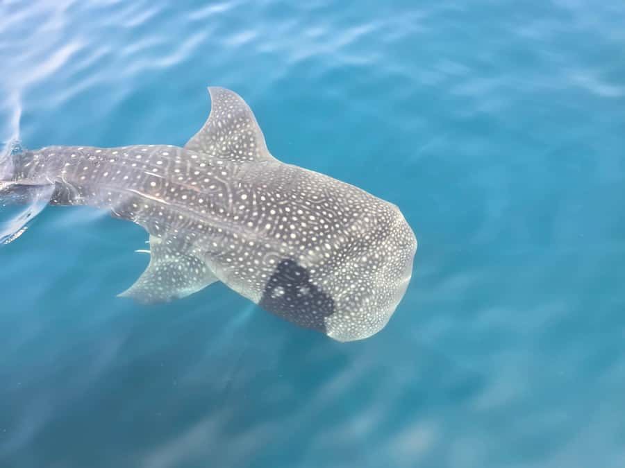 Daymaniyat Island: Snorkelling Tour with Tasty Lunch - Meeting at Seeb Marina and the Boat Ride That Sets the Mood