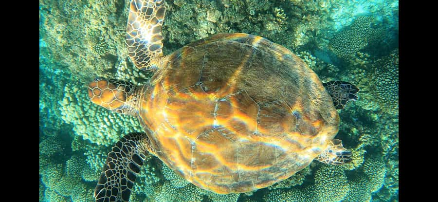 Daymaniyat Island: Snorkelling Tour with Tasty Lunch - The Guides: Friendly Hosts Who Help You Actually See Things
