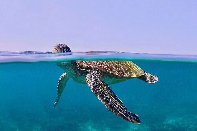 Daymaniyat Islands Snorkeling Half-Day Tour - Sea turtles: the highlight that drives people back
