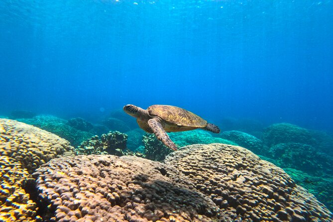 Daymaniyat Islands Snorkeling Sharing Trip - First Steps in Muscat: Finding Al Mouj Marina Fast