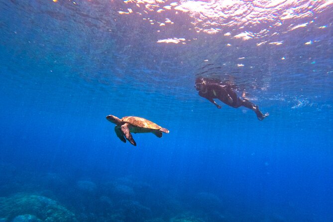 Daymaniyat Islands Snorkeling Sharing Trip - Group Size: Less Crowd Energy, More Wildlife Time