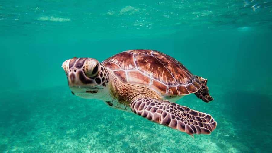 Daymaniyat Islands Snorkeling Small Group Turtles - Packing list: small items that prevent big annoyances