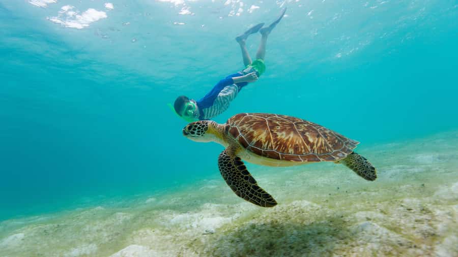 Daymaniyat Islands Snorkeling Small Group Turtles - The 20-minute boat ride across the Gulf of Oman