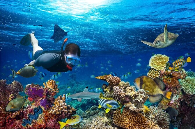 Daymaniyat Islands Snorkeling Tour - A 5-Hour Daymaniyat Islands Getaway from Al Mouj, Muscat