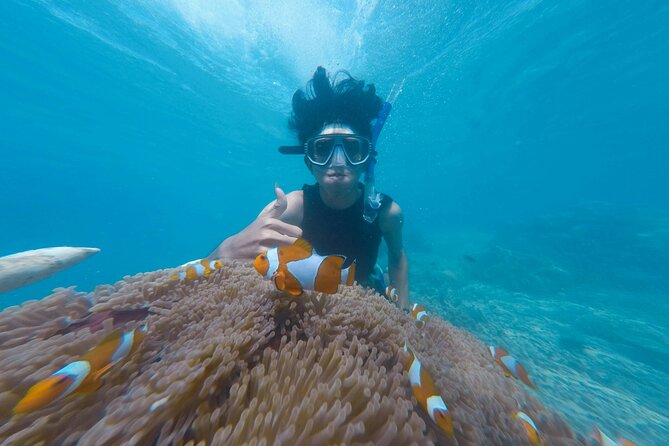 Daymaniyat Islands Snorkeling Tour - Price and Value: How $86 Makes Sense for a Half-Day