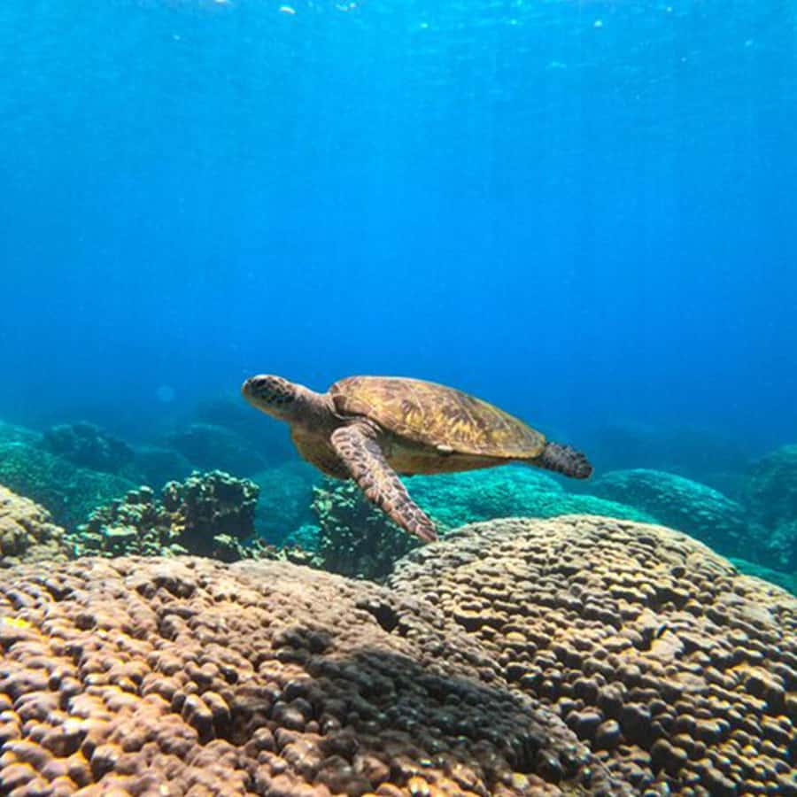 Daymaniyat Islands Snorkeling with Picnic Lunch - The Dolphin-Search Cruise: Part Nature, Part Excitement