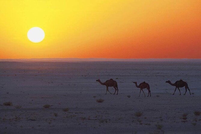 Desert Safari in Empty Quarter with Dune Bashing - If you get a great guide, the day gets better fast
