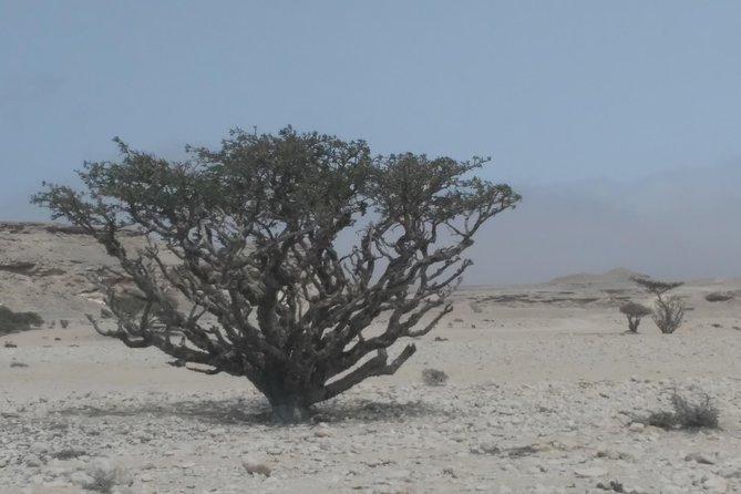 Desert Safari in the Rub al Khali - What to Pack and How to Plan Your Desert Day