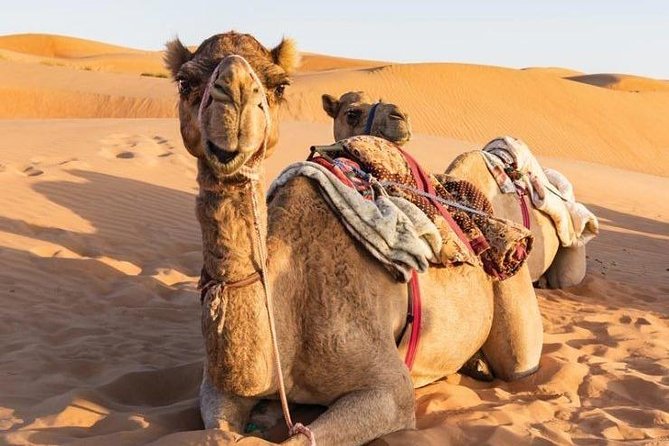 Desert Safari Private - Wadi Bani Khalid pools: why this stop feels like the payoff