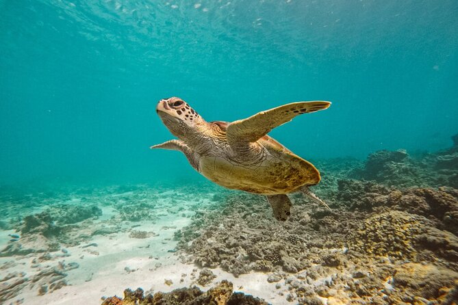 Dimaniyat Island Tour on Glass Bottom Boat (Muscat) - The High-Speed Glass-Bottom Hydrofoil: What to Expect