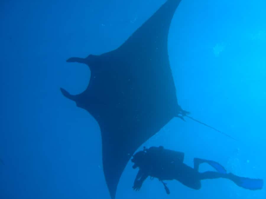 Dimaniyat Islands Scuba Diving Trip - Key things I would pin on your booking decision
