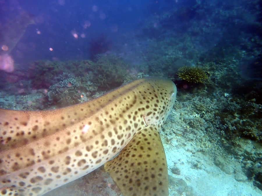 Dimaniyat Islands Scuba Diving Trip - Setting Out From Alseeb Marina, Easy Start, Real Timing