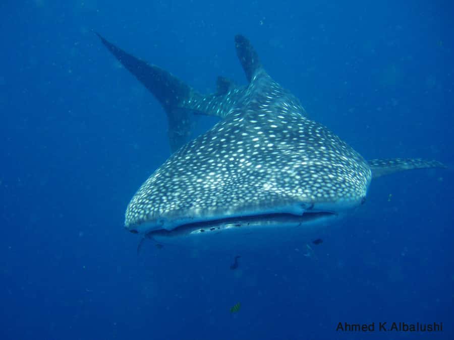 Dimaniyat Islands Scuba Diving Trip - Gear, Buddy Check, and Weight System Help That Actually Matters