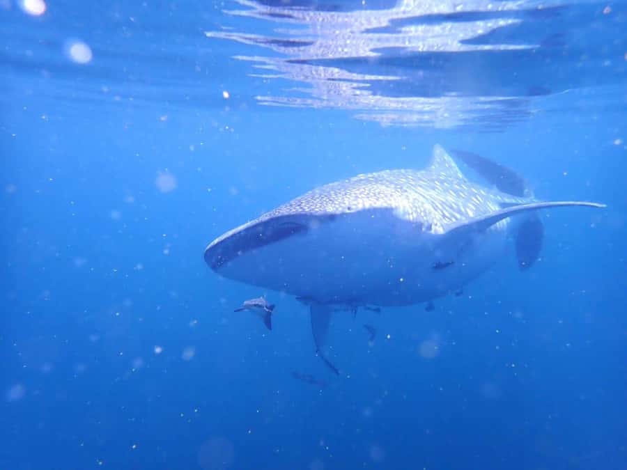 Dimaniyat Islands Scuba Diving Trip - What You’ll See: Turtles, Reef Sharks, and Schools of Fish