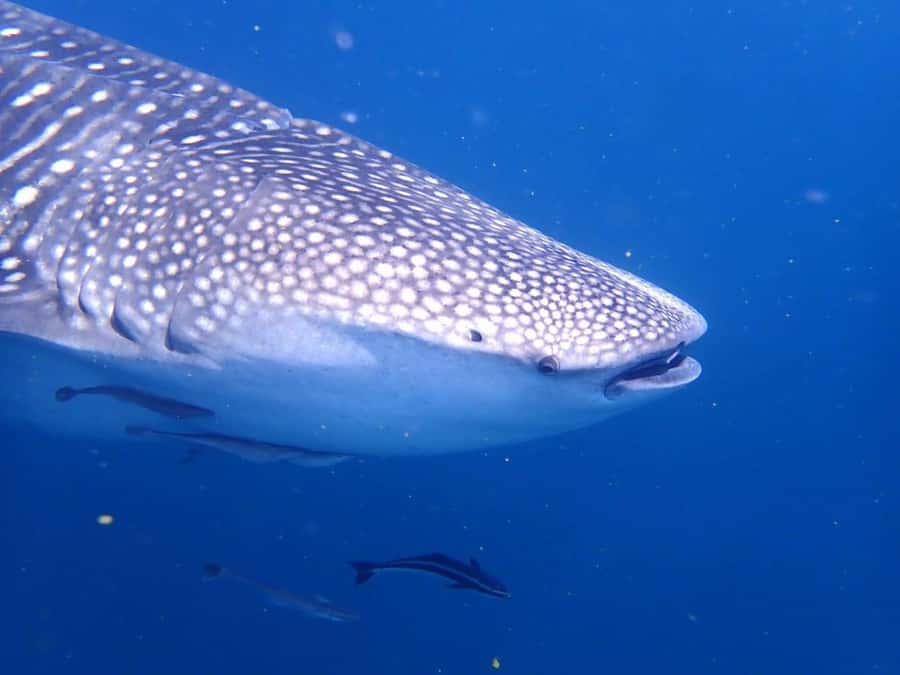 Dimaniyat Islands Scuba Diving Trip - The Break Time and Snacks, So You Stay Comfortable Until Noon