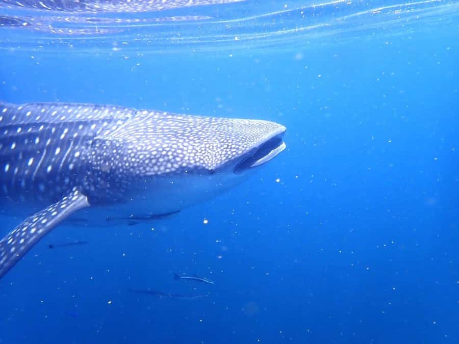 Dimaniyat Islands Scuba Diving Trip - Language and Team Care, What You Can Expect From the Instruction