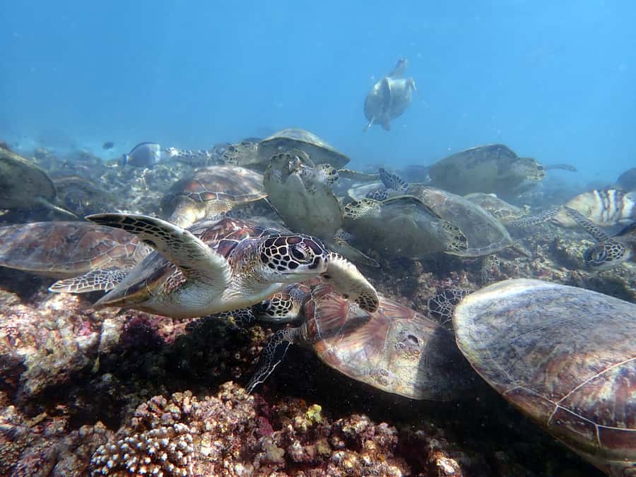 Dimaniyat Islands Scuba Diving Trip - Two Underwater Sessions at Dimaniyat Islands Nature Reserve