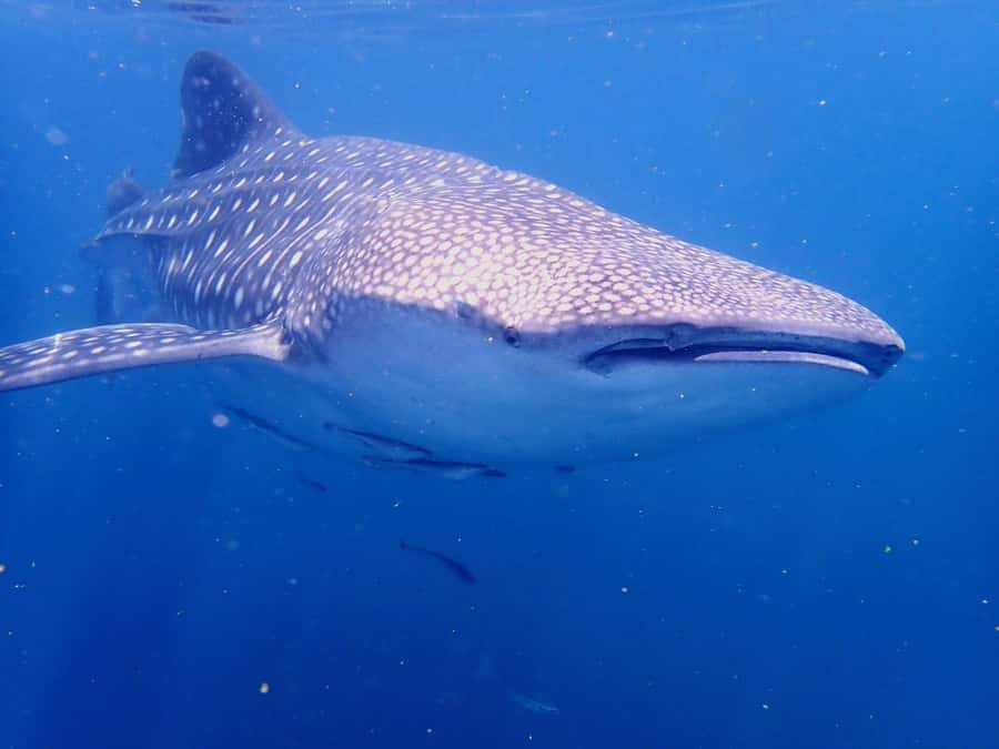 Dimaniyat Islands Snorkeling Trip - Who this tour is best for (and who should pause)