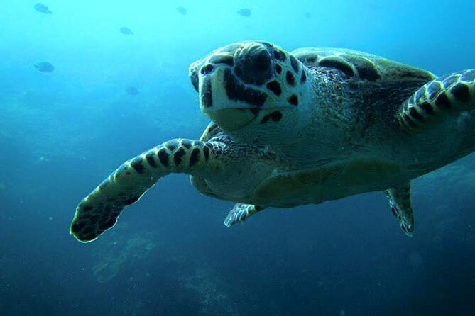 Discover Scuba Diving from a Fishing Village - Qantab Beach: Why this Muscat start point feels calmer