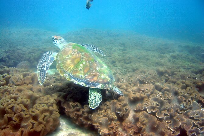 Dolphin Watching and Snorkeling Activity in Muscat - Dolphins and Snorkeling Off Muscat’s Coast